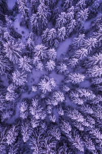 Aieral Shot Of Trees Cold (750x1334) Resolution Wallpaper