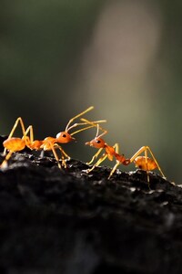 Ant Macro (640x1136) Resolution Wallpaper
