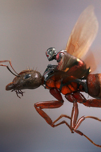 240x400 Ant Man And The Wasp