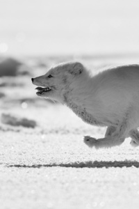 Arctic Fox Running
