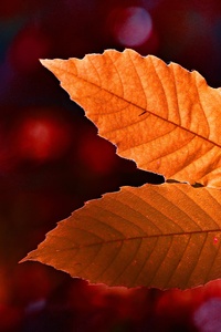 Autumn Colour Leaf 5k
