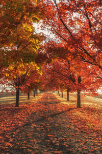 1125x2436 Autumn Fall Season Trees 4k