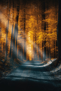 Autumn Forest Road Sunbeams 5k (320x480) Resolution Wallpaper