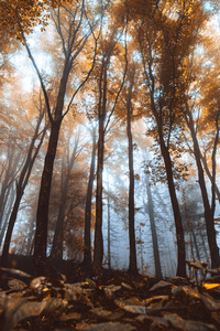 Autumn Forest Trees (480x800) Resolution Wallpaper