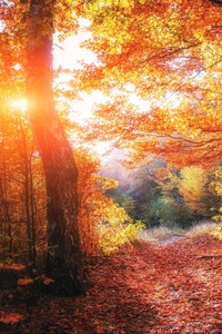 Autumn Forests Leaves Fall 5k (480x800) Resolution Wallpaper