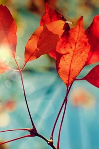 Autumn Glare (1080x2160) Resolution Wallpaper