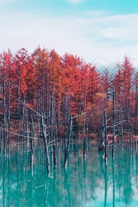 1125x2436 Autumn Lake Reflection Trees