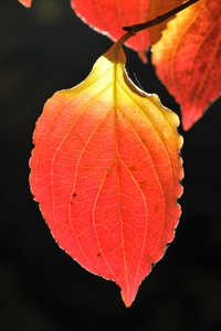 Autumn Leaves 5k (750x1334) Resolution Wallpaper
