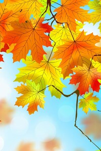Autumn Leaves HD (1280x2120) Resolution Wallpaper