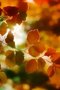 Autumn Light Leaves 5k