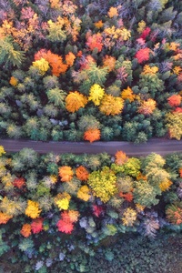 Autumn Path Of Forest Drone View
