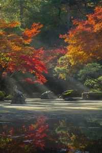 Autumn Radiance In A Japanese Garden (1080x2400) Resolution Wallpaper