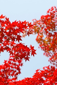 Autumn Red Leaf Orange
