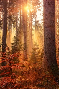 Autumn Sunbeams Forest Light Rays 5k