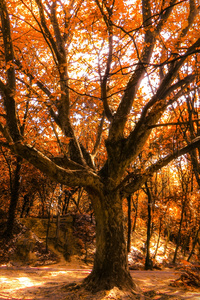 Autumn Tree 4k