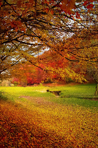Autumn Trees Fall