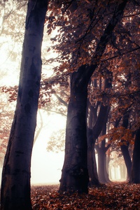 Autumn Trees Park Forest 5k