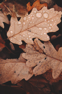 Autumn Withered Leaves (1280x2120) Resolution Wallpaper