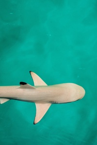 Baby Shark 4k
