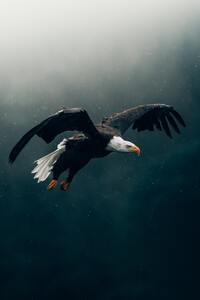640x1136 Bald Eagle Flying 4k
