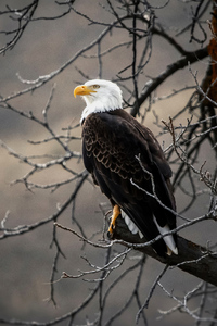 750x1334 Bald Eagle On Brown Tree Branch 4k