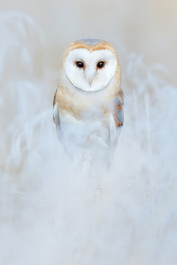 Barn Owl 4k (1080x2400) Resolution Wallpaper
