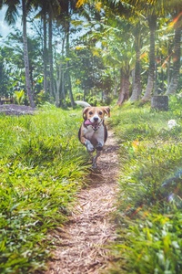 Beagle Dog In Joy (320x480) Resolution Wallpaper