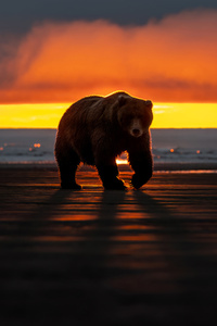 Bear (750x1334) Resolution Wallpaper