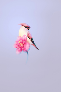 Beautiful Bird (360x640) Resolution Wallpaper