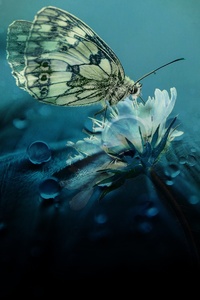 Beautiful Butterfly Nature
