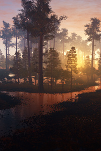 Beautiful Morning In Forest 4k (480x800) Resolution Wallpaper