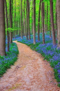 Belgium Forest Bluebells (640x1136) Resolution Wallpaper