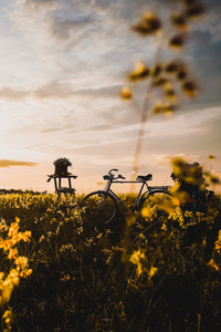 Bicycle In Field (1125x2436) Resolution Wallpaper