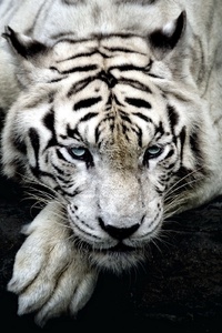 Big White Tiger (640x960) Resolution Wallpaper