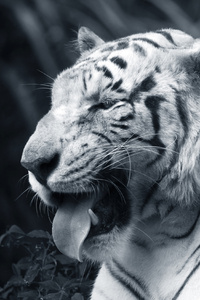 Big White Tiger Tongue Out (640x1136) Resolution Wallpaper