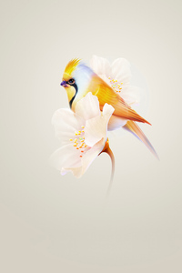 Bird Sitting On Flower Minimal (240x320) Resolution Wallpaper