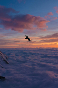 Bird Soaring Above Snowy Heights (240x400) Resolution Wallpaper