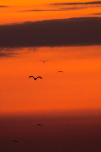 Birds Early Morning Flight (640x1136) Resolution Wallpaper
