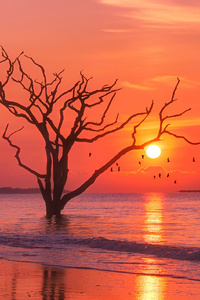 Birds Ocean Sunset Tree