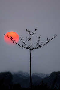 Birds Perched On Silhouette Branches (240x400) Resolution Wallpaper