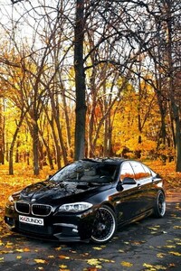 Black BMW In Forest