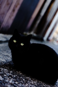 Black Cat (1280x2120) Resolution Wallpaper