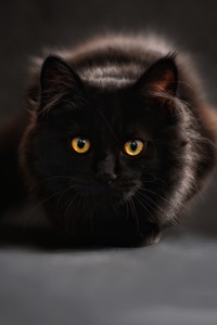 Black Cat Glowing Eyes 4k