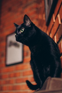 480x800 Black Cat Portrait 5k