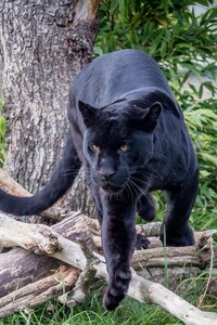 Black Panther HD