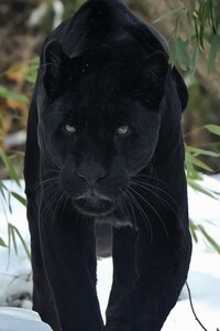 320x568 Black Panther