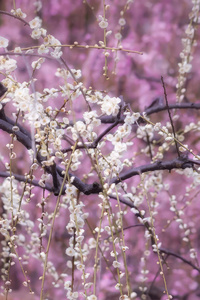 Blossoms Blooming (540x960) Resolution Wallpaper