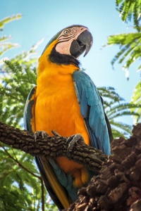 Blue And Yellow Macaw 4k (1125x2436) Resolution Wallpaper