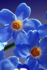 480x800 Blue Beautiful Flowers