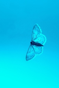 Blue Butterfly 4k (240x400) Resolution Wallpaper